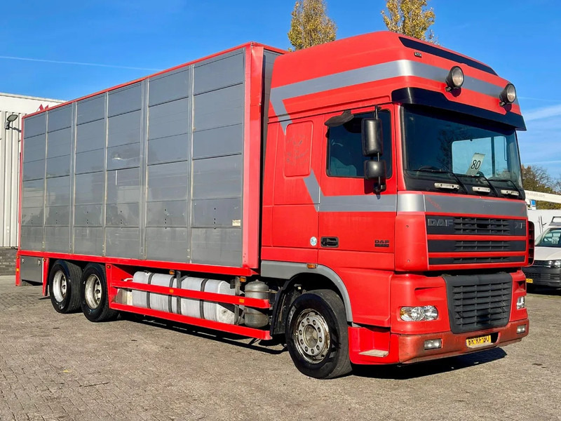 DAF XF 95.430 BERDEX 3 decks. Water, fans, Scales! Excellent condition. - Kamion bagëtish: foto 5 DAF XF 95.430 BERDEX 3 decks. Water, fans, Scales! Excellent condition. - Kamion bagëtish: foto 5