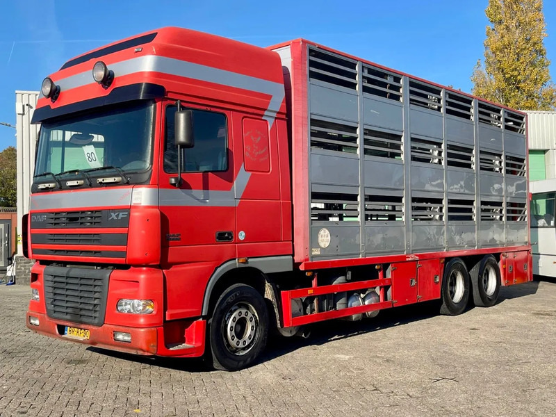 DAF XF 95.430 BERDEX 3 decks. Water, fans, Scales! Excellent condition. - Kamion bagëtish: foto 2 DAF XF 95.430 BERDEX 3 decks. Water, fans, Scales! Excellent condition. - Kamion bagëtish: foto 2
