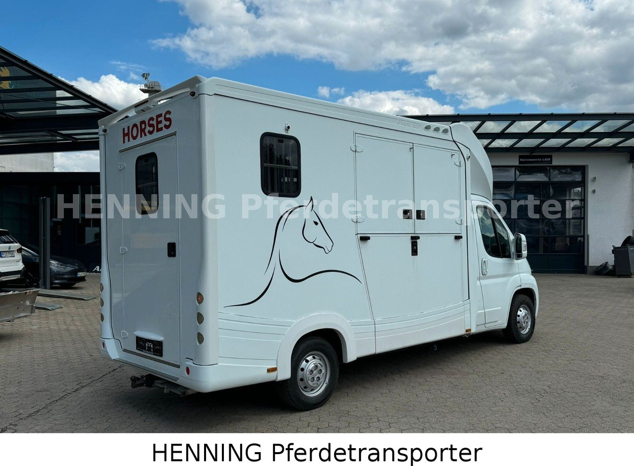 Fiat Ducato 3-Sitzer - Kamion për kuaj, Kamioncine: foto 2 Fiat Ducato 3-Sitzer - Kamion për kuaj, Kamioncine: foto 2