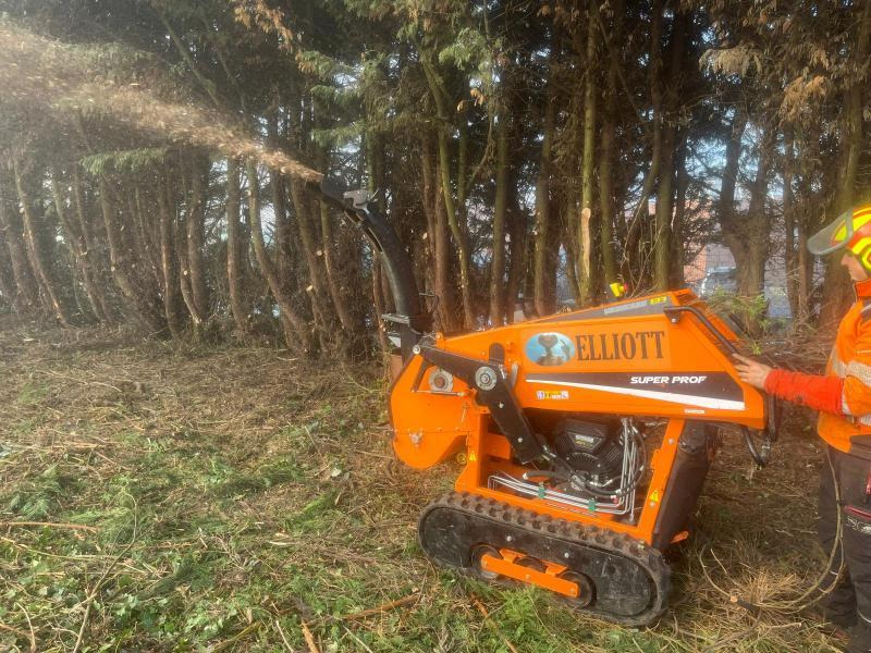 ELIET SUPERPROF - Copëtuese druri: foto 4 ELIET SUPERPROF - Copëtuese druri: foto 4
