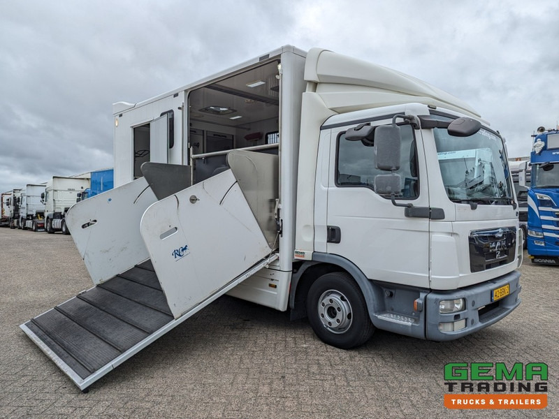 MAN TGL 12.250 4x2 Euro5 EEV RC HorseTruck - 2a3 Paards - 135.000km - MARGE (V821) - Kamion për kuaj: foto 3 MAN TGL 12.250 4x2 Euro5 EEV RC HorseTruck - 2a3 Paards - 135.000km - MARGE (V821) - Kamion për kuaj: foto 3