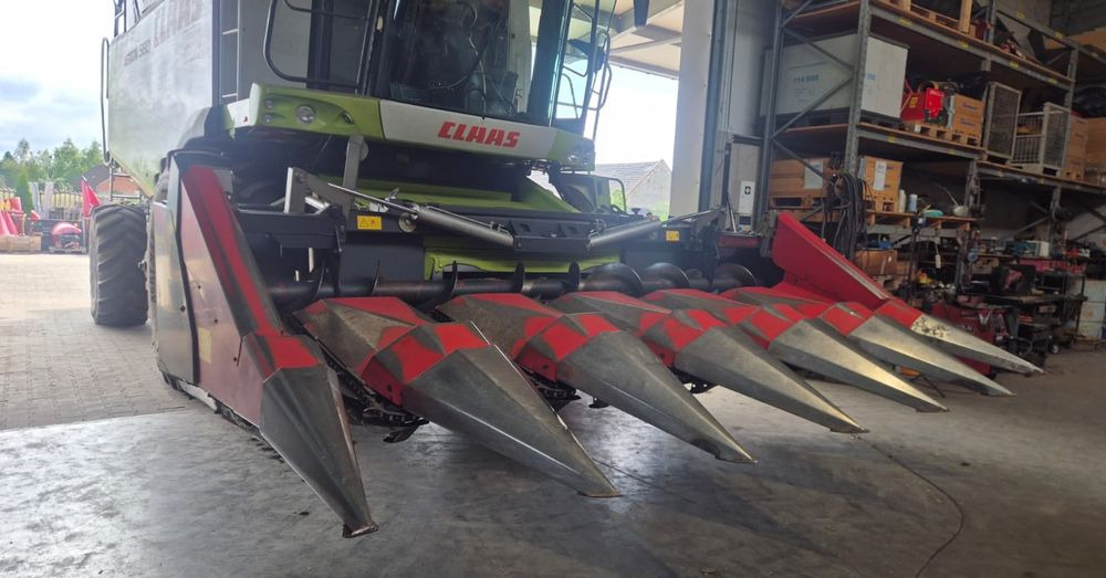 Dominoni - Korrëse misri: foto 1 Dominoni - Korrëse misri: foto 1