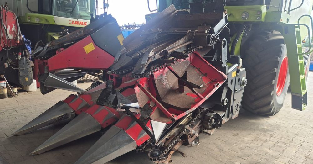 Dominoni - Korrëse misri: foto 5 Dominoni - Korrëse misri: foto 5