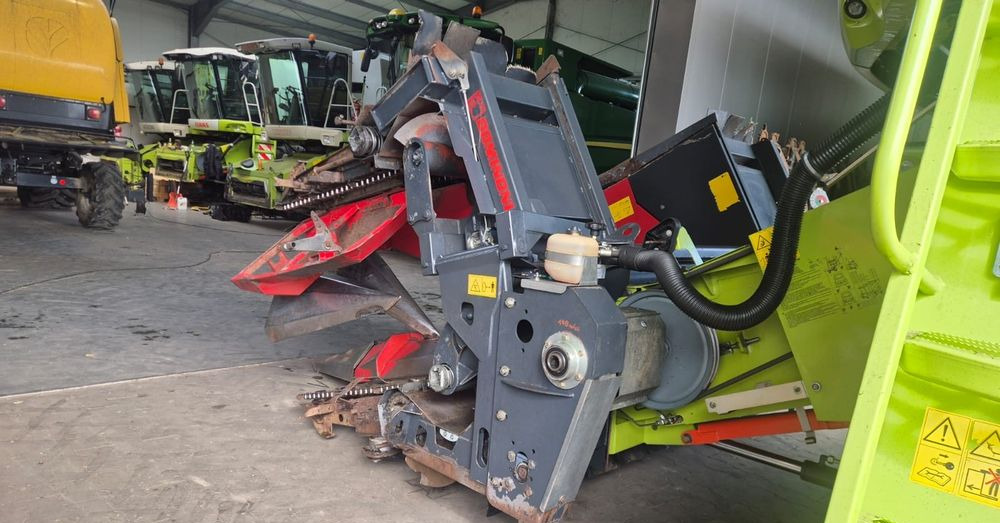 Dominoni - Korrëse misri: foto 3 Dominoni - Korrëse misri: foto 3